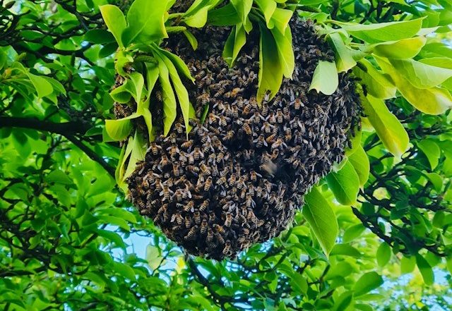 Bienen Schwarmfang Imkerverein Stadtbienen Monheim