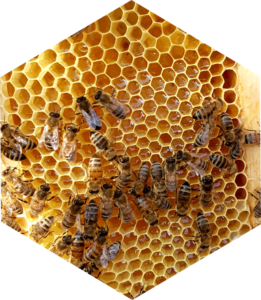 Wabe Bienenwabe Imkerverein Stadtbienen Monheim